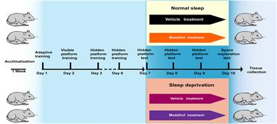 Modafinil Reduces Neuronal Pyroptosis and Cognitive Decline After Sleep Deprivation